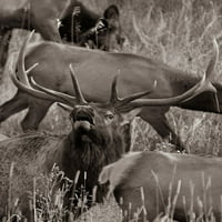 Bull Elk Bugling sa harem-colorado sepijom Tim Fitzharris