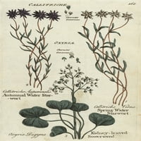 Starworts jesenskih i proljetnih voda, bubrežni poster za lišće sa rukom Print ® Florilegis Mary Evans