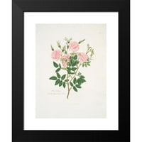 Mary Lawrance Black Moderni uokvireni muzej Art Print pod nazivom - Rosa Carolina