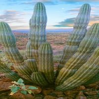 Fabrika kaktusa Pitaya u pustinji, Mulege, Baja California Sur, Meksiko Poster Print