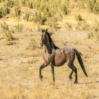Utah, Suoneele County. Profil za odrasle Wild Horse. Poster Print Jaynes Gallery