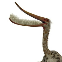 Pterodaustro pterosaur glava sa otvorenim ustima. Poster Print Corey Ford Stocktrek Images