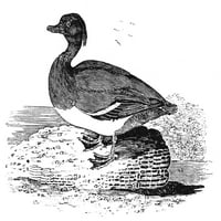 Tufted patka. Nwood graving, početkom 19. veka. Poster Print by