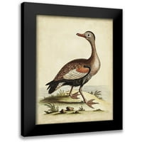 Edwards, George Black Moderni uokvireni muzej Art Print pod nazivom - Antikni ptica menagerie VI