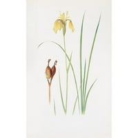 William Rickatson Dykes crni moderni uokvireni muzej umjetnički print pod nazivom - Iris Forrestii