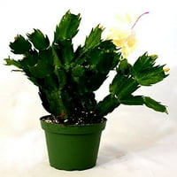 9greenbo - Rijetka žuta božićna postrojenje za božićnu kaktusu - Zygocactus - 4 lonac