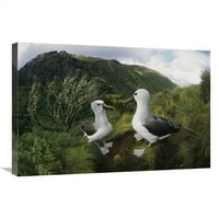 Global Galerija in. Žuto-nosni albatrosso u Ferns i otok rt mirtle, Gough Island Art Print - Tui de