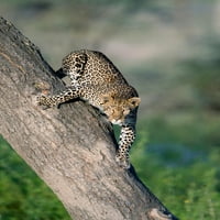 Leopard na drvetu, Ndutu, Ngorongoro konzervatorsko područje, Tanzania Poster Print panoramskim slikama