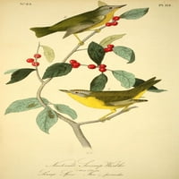 Ptice Amerike Nashville močvarni uređaj za plakat print J.J. Audubon
