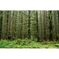 Posteranzi DPI stara šuma u HOH kišni šuma u Olimpijskom nacionalnom parku Washington Sjedinjene Američke