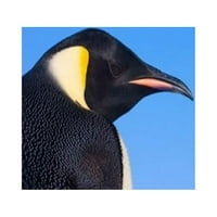 Šef cara Penguin, Antarktika Poster Print Keren Su