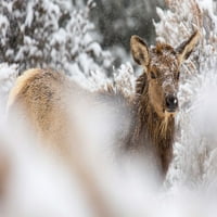 Krava elk u snijegu, mamut vrući izvori, čašica na nacionalnom parku Yellowstone - Zbirka Yellowstone
