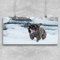 Chihuahua nosi jaknu poster -image by shutterstock