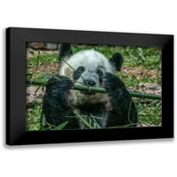 Fitzharris, Tim crni moderni uokvireni muzej umjetnički print pod nazivom - Panda jede bambus