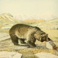 Divlje životinje N. Amerike Grizzly Bear Poster Print L.A. Fuerteres