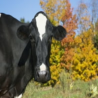 Holstein mljekarska krava u jesenjem pašnjaku; Salem, New York, Sjedinjene Američke Države Poster Print