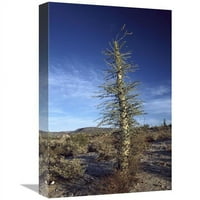 Global Galerija u. Tree Boojum sa lišćem, Baja California, Meksiko Art Print - Larry Minden
