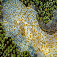 Tekstura anemona, uvala Kimbe, Papua Nova Gvineja. Poster Print Bruce Shafer