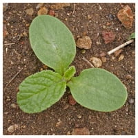 Everwilde Farms - LB Borage Herb sjemenke - Zlatni svod rasuti seme