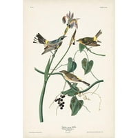 Audubon, John James Crni moderni uokvireni muzej umjetničko print pod nazivom - Pl. Žuto-romp warbler