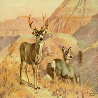 Američka prirodna istorija jelena u Montani Poster Print Carl Rungius