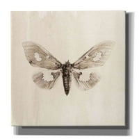 Epic Graffiti 'Sepia moth' by Inkado, Giclee platno Zidno Art, 26 x26