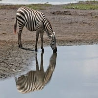 Burchell's Zebra, National Park Nakuru Lake Nakuru, Kenija Poster Print Adam Jones