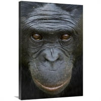 u. Bonobo portret, porijeklom u Africi Art Print - San Diego Zoo