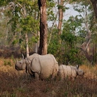 Jednorođeni nosorozi i mladi, Nacionalni park Kaziranga, Indija Poster Print Jagdeep Rajput