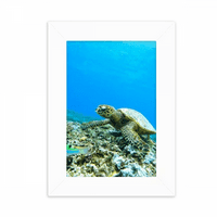 Ocean Sea Turtle Fish Science Nature Slika Desktop Foto okvir Za prikaz slike Dekoracija umjetnosti slikarstvo